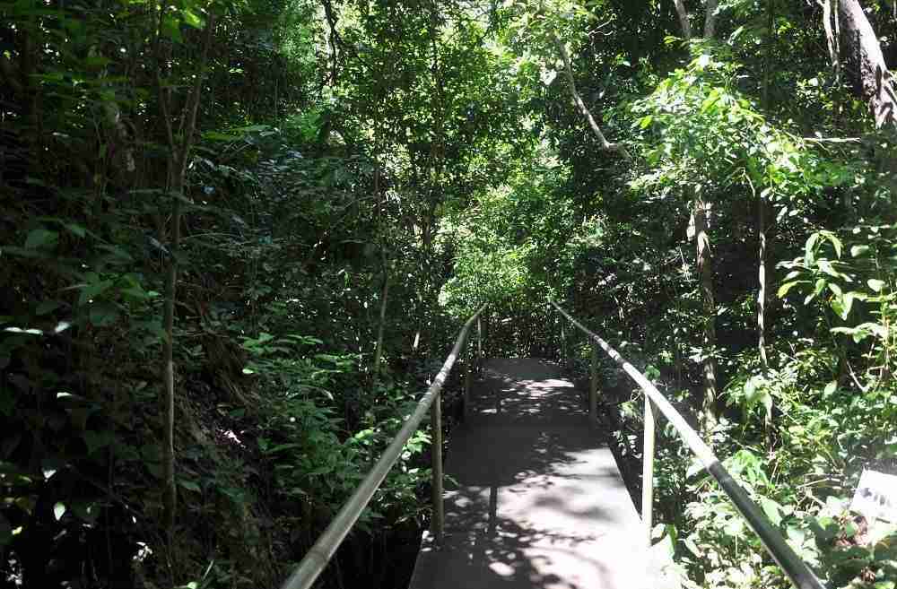 Forest Trail