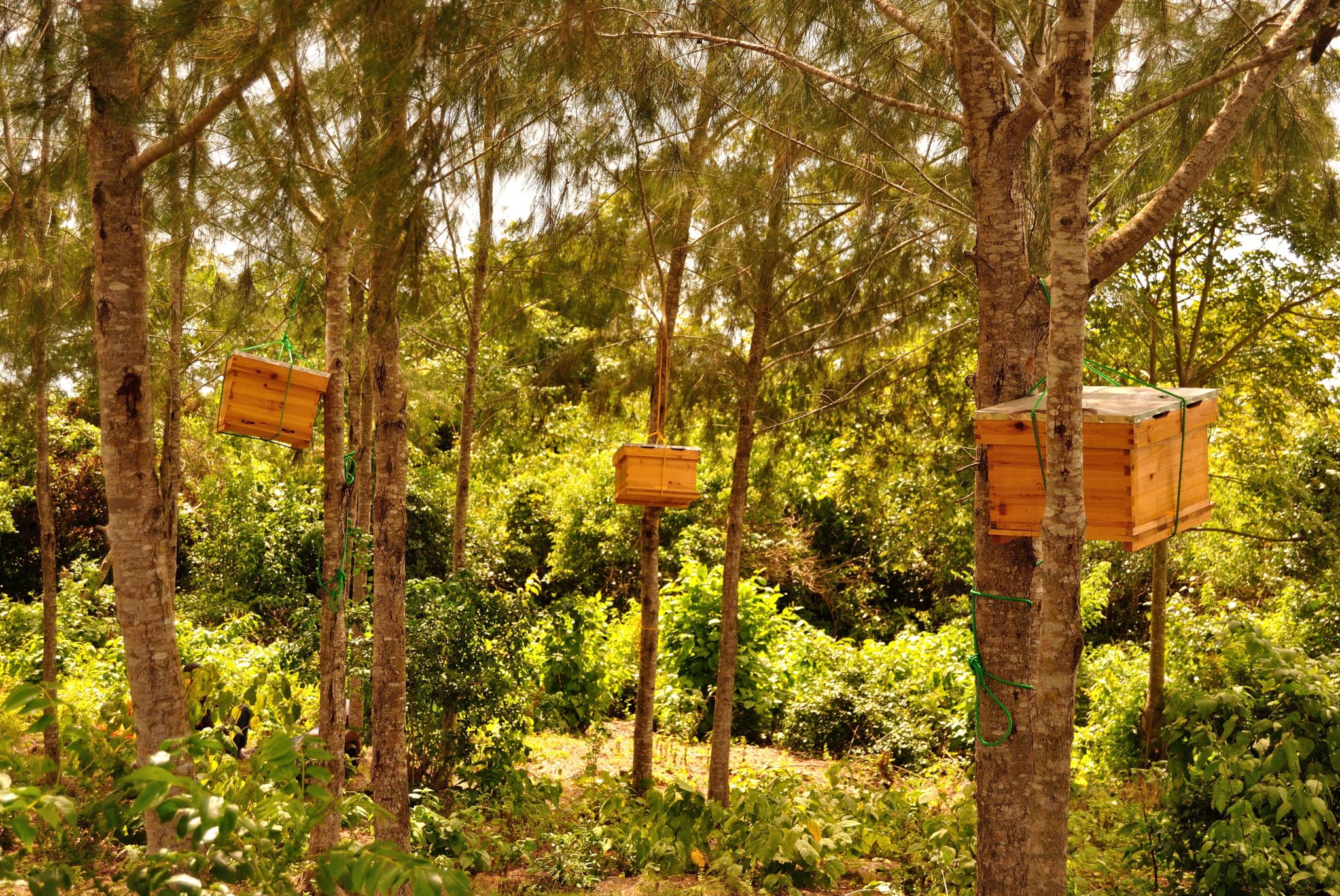 Canopy View