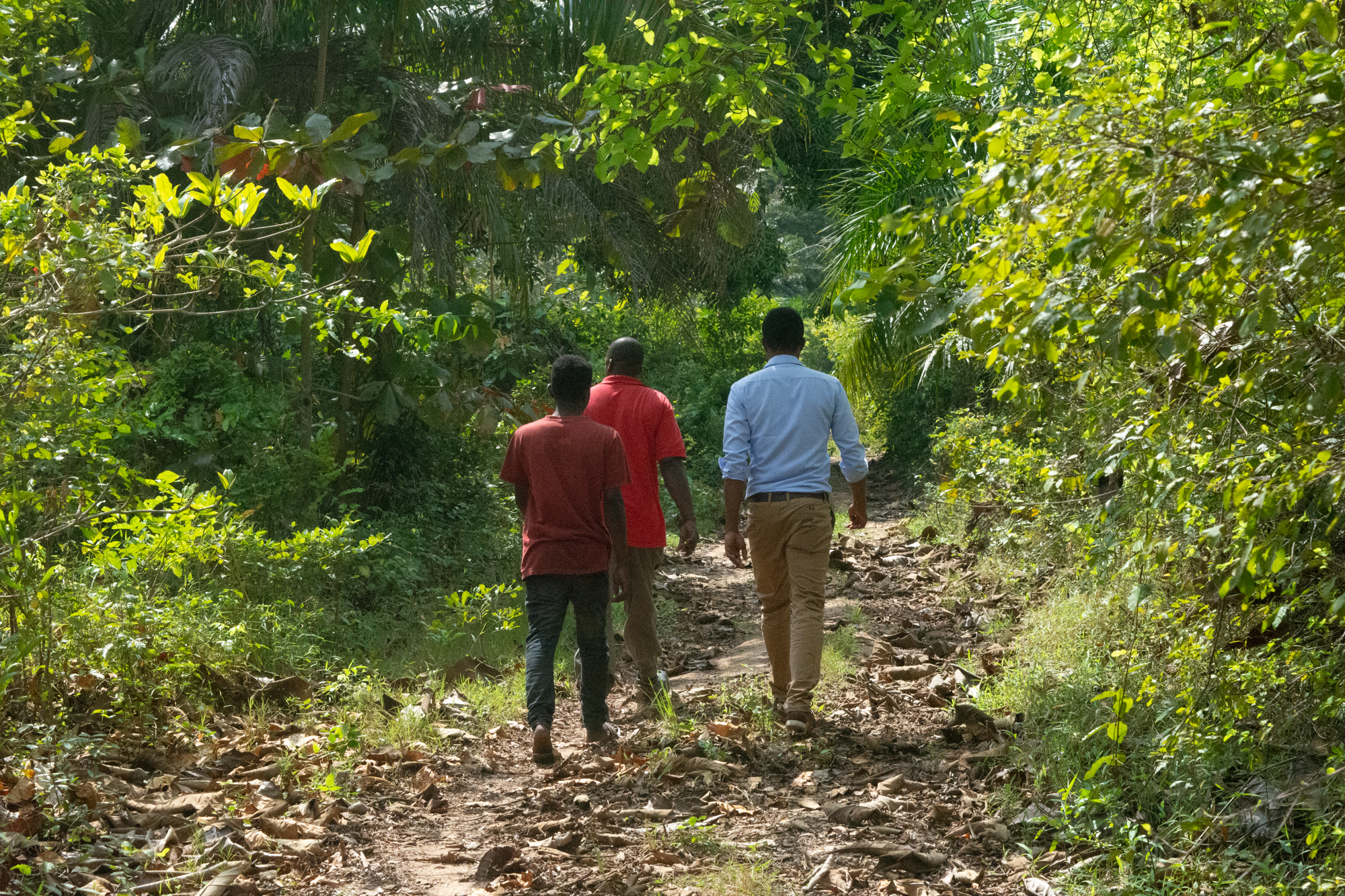 Forest Trail