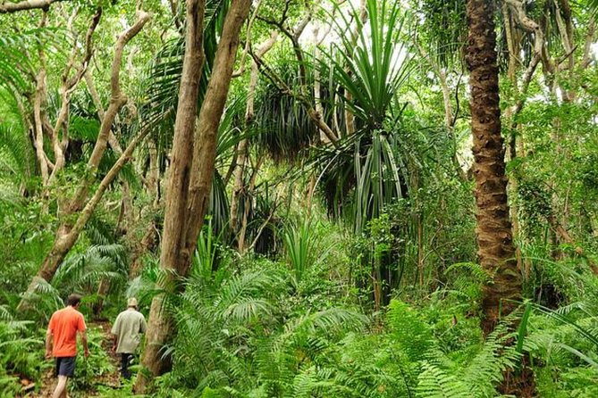 Forest Trail