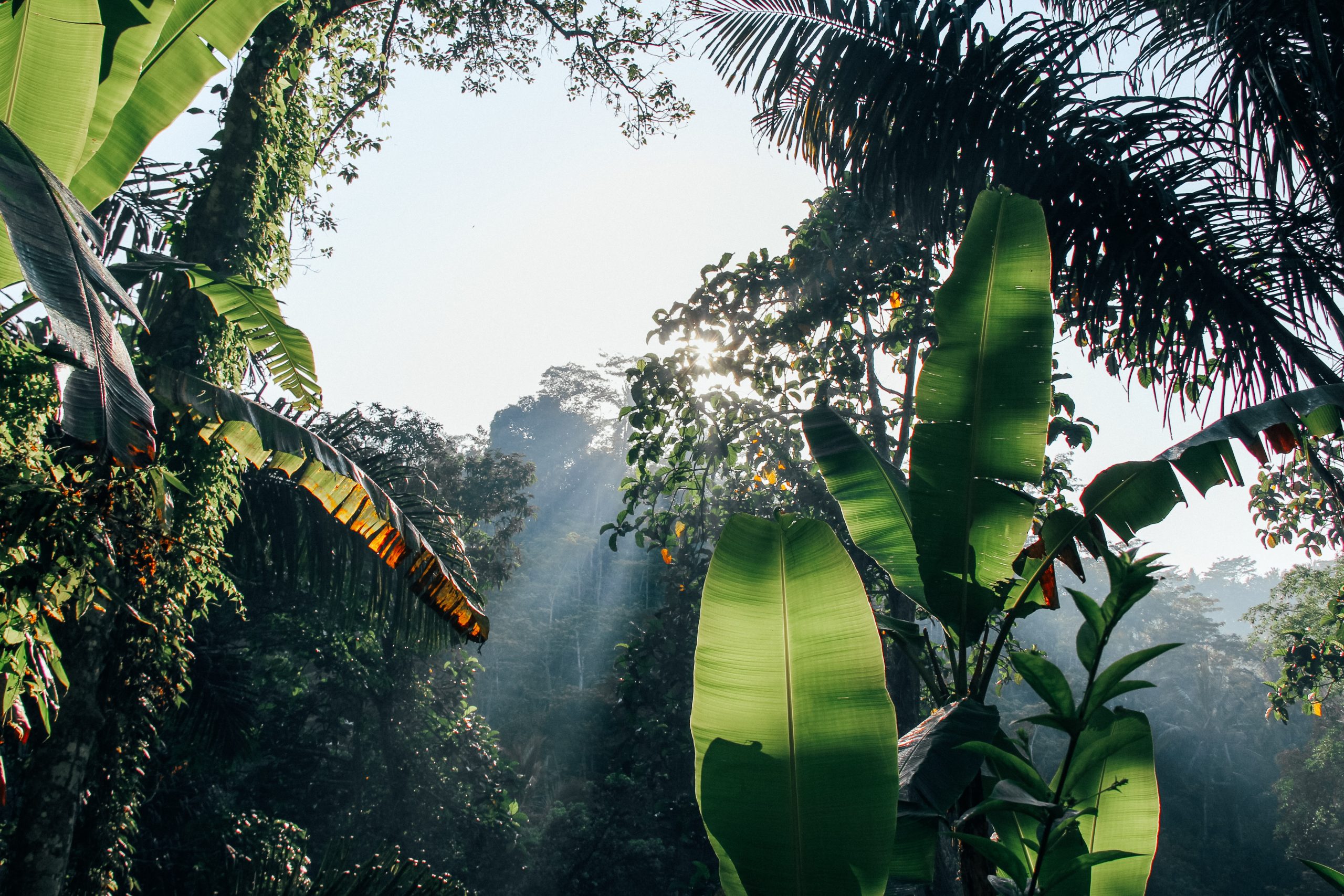 Ngezi Forest Canopy