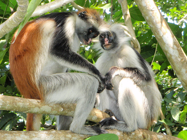 Zanzibar Red Colobus Monkeys