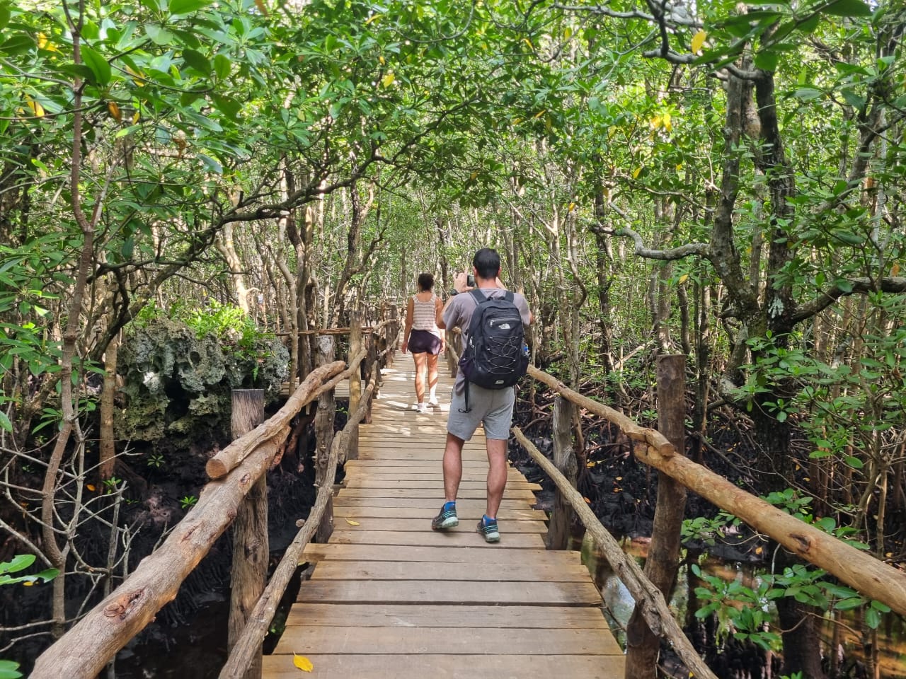 Explore the Mangrove Boardwalk at Jozani Chwaka Bay National Park