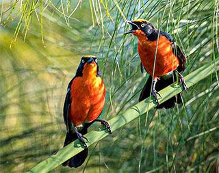 Birdwatching Adventure in Jozani Chwaka Bay National Park