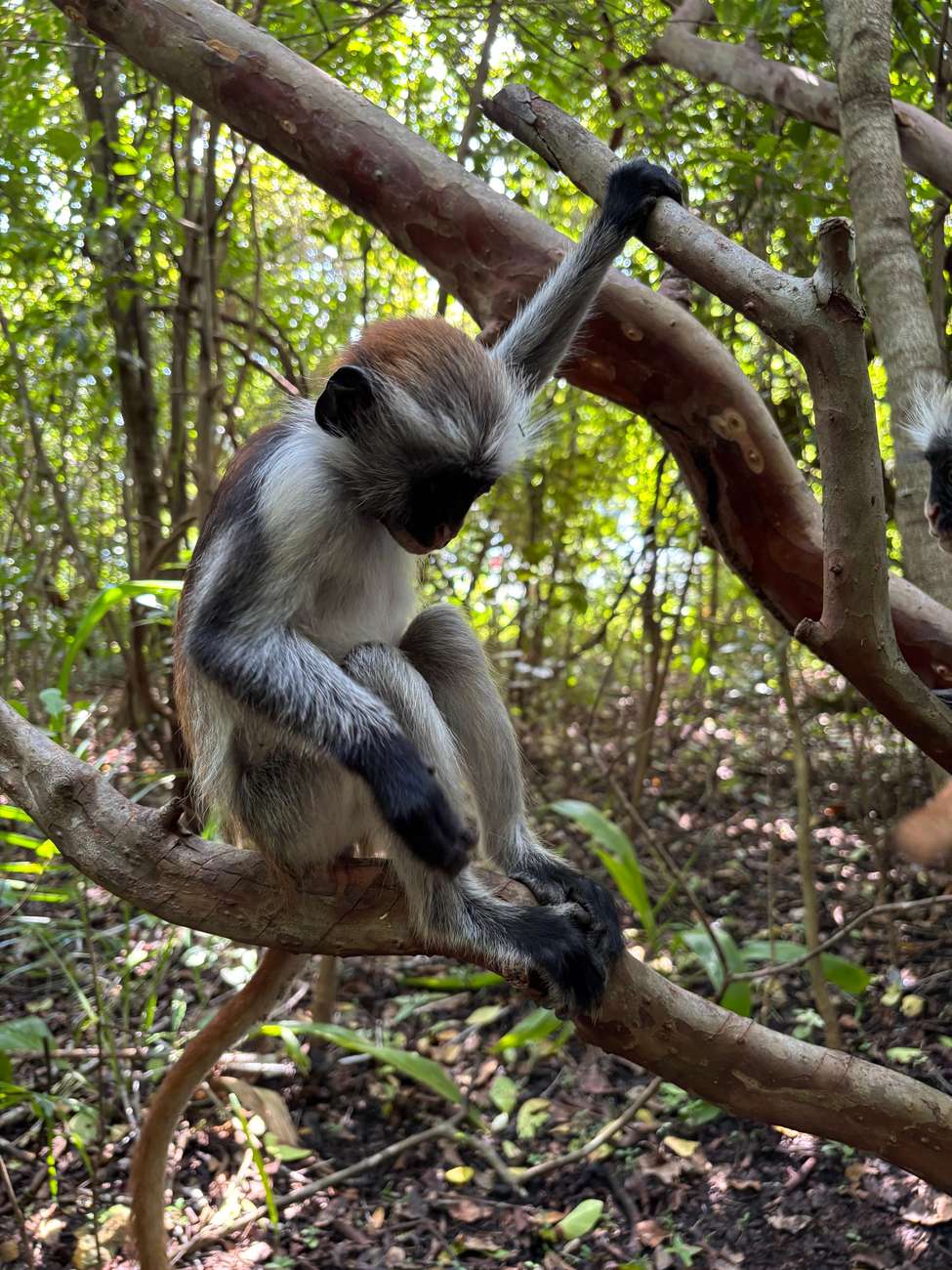 Meet the Zanzibar Red Colobus in Jozani Chwaka Bay National Park