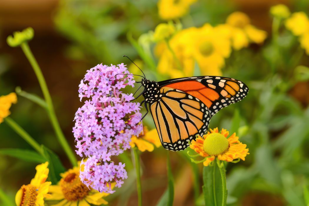 Butterfly Garden Experience in Jozani Chwaka Bay National Park
