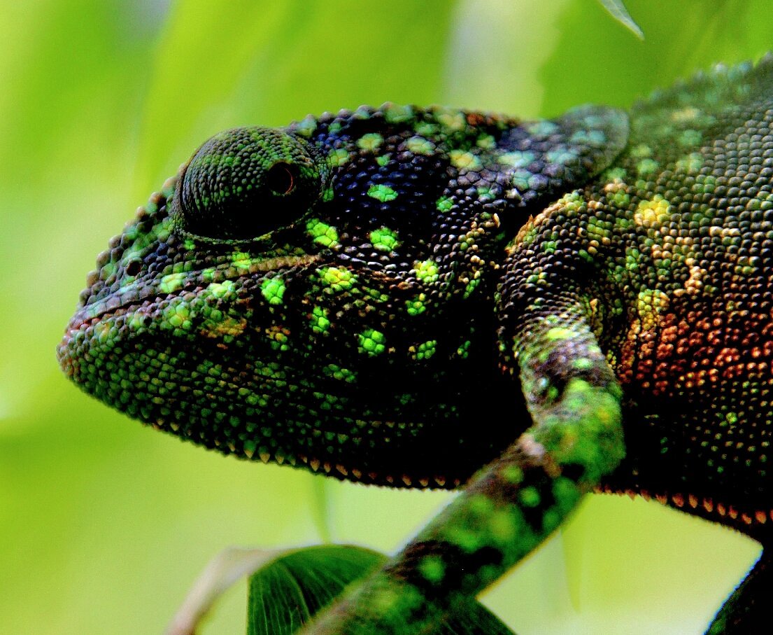 Reptile Discovery in Jozani Chwaka Bay National Park