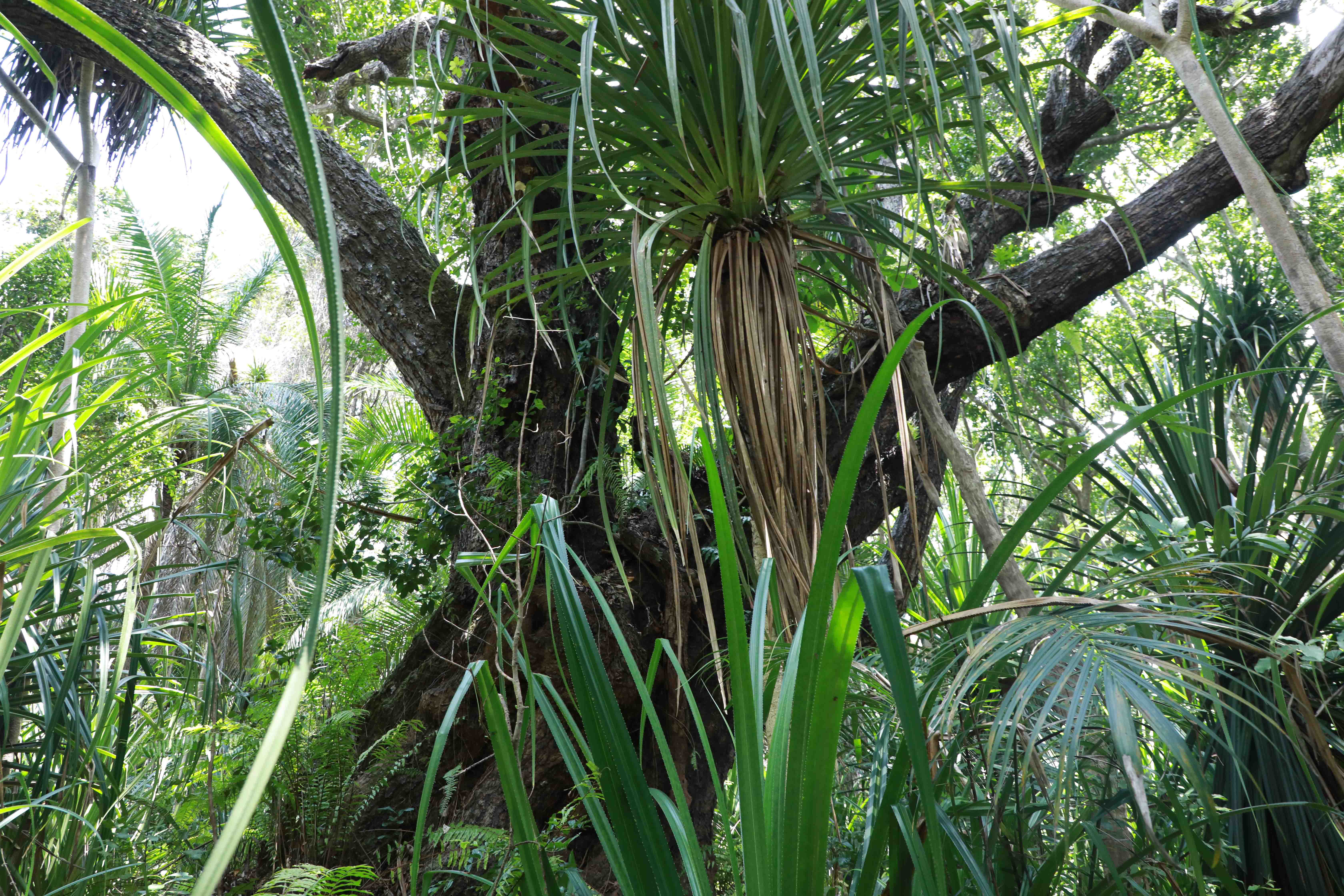 NATURE’S KEEPER: MTONDOO MAMA IN JOZANI–CHWAKA BAY